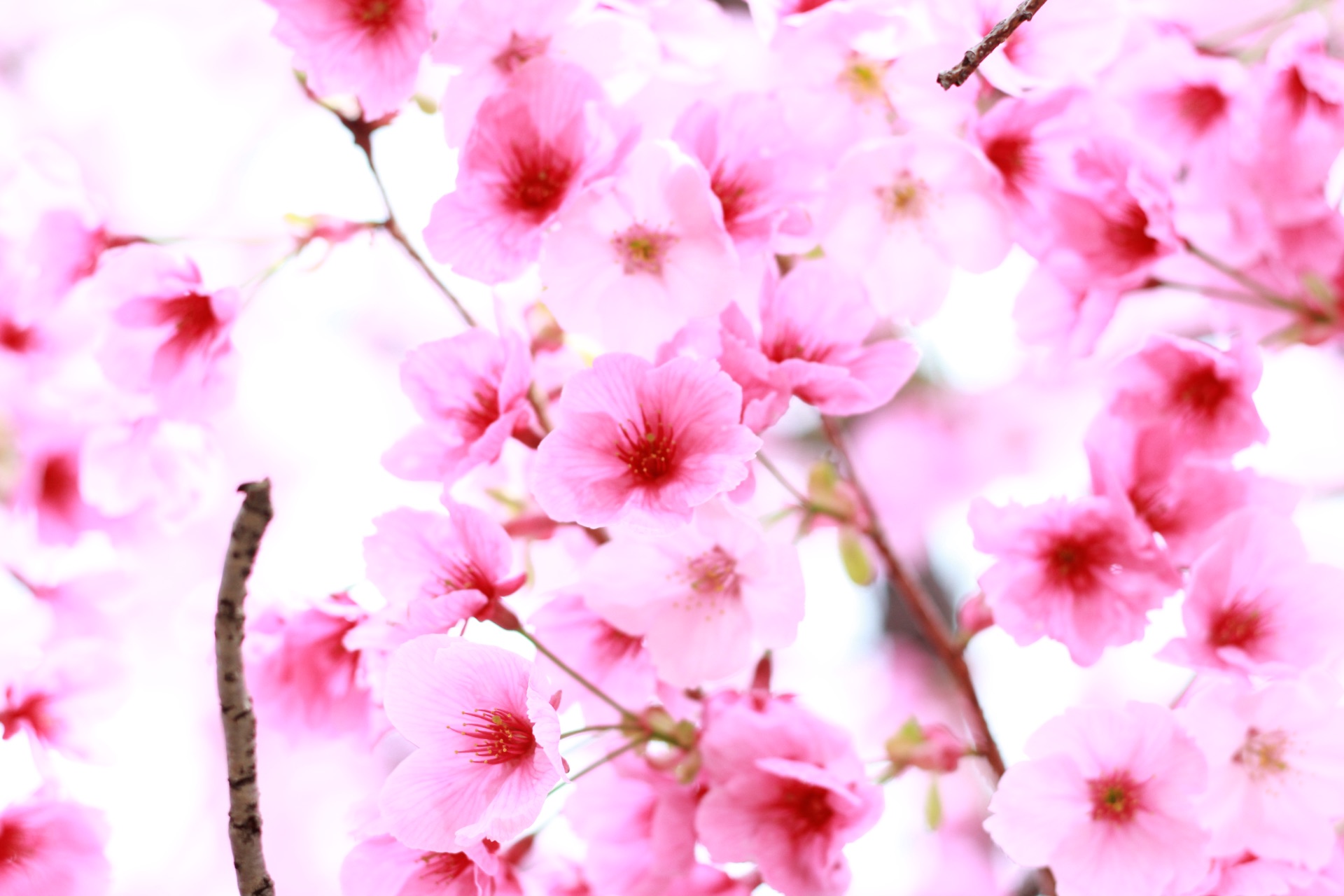 桜爛漫